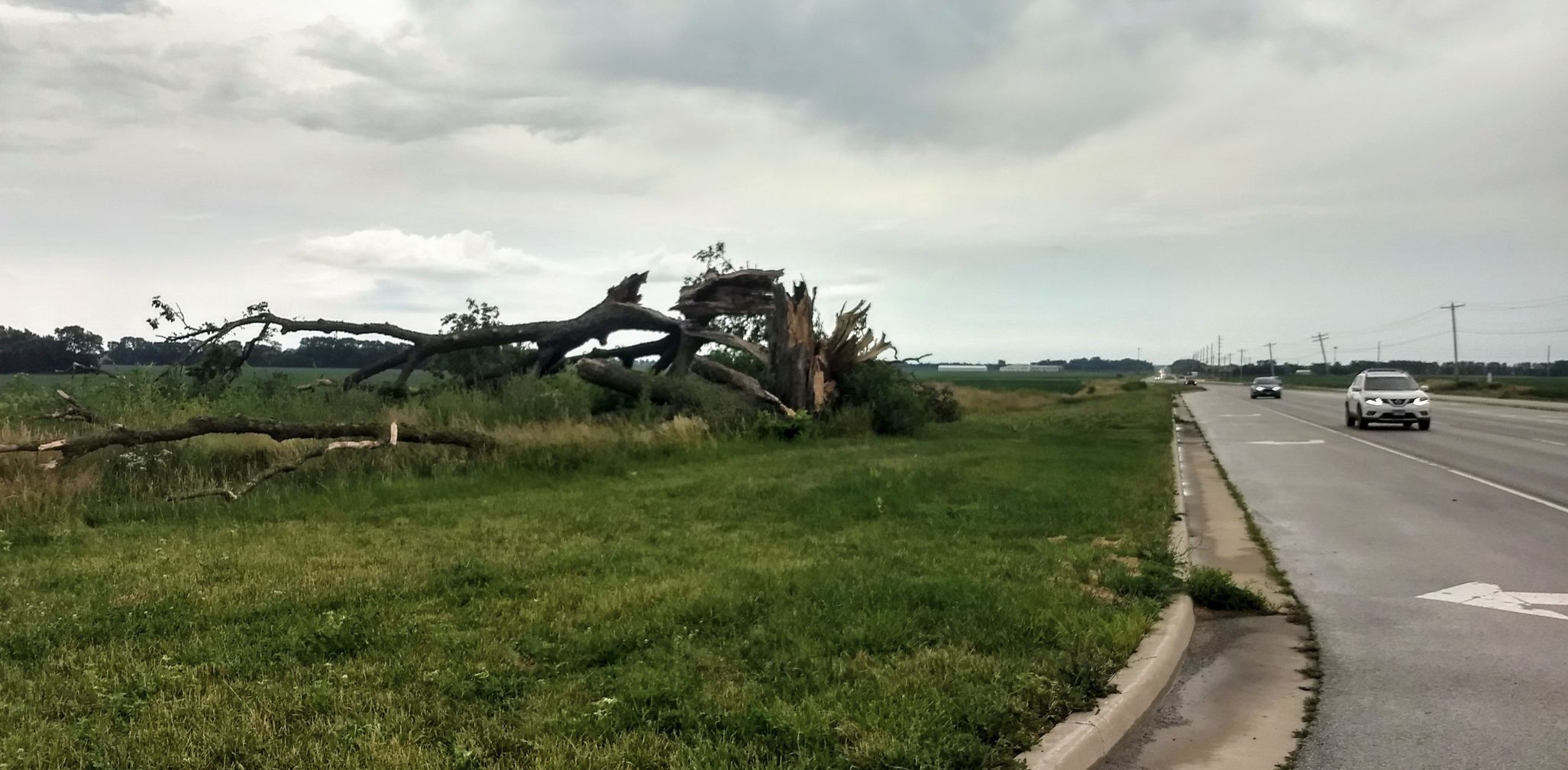 Downed tree